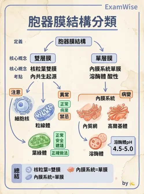 放射 - 細胞、組織與外皮系統 - AI 圖文解析預覽