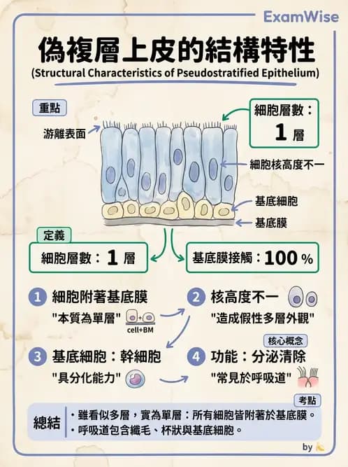 放射 - 細胞、組織與外皮系統 - AI 圖文解析預覽