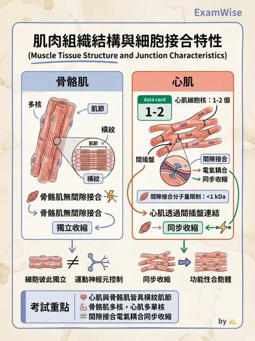放射 - 軀幹、頸頭肌肉及肌肉組織學 - AI 圖文解析預覽