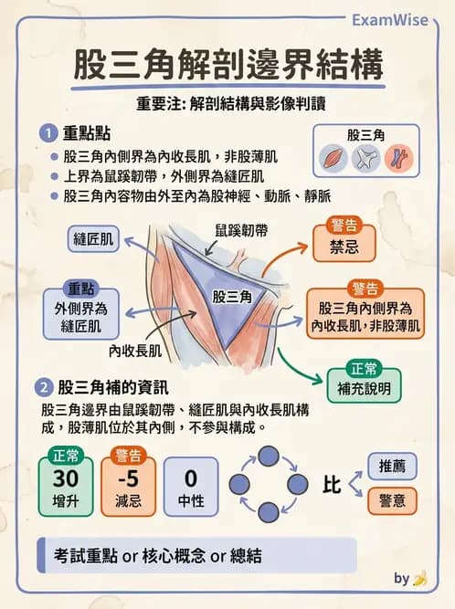 放射 - 下肢肌肉 - AI 圖文解析預覽