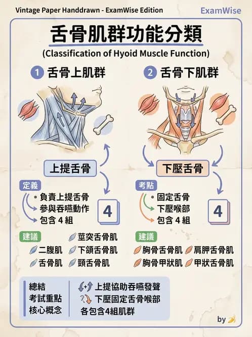 放射 - 軀幹、頸頭肌肉及肌肉組織學 - AI 圖文解析預覽