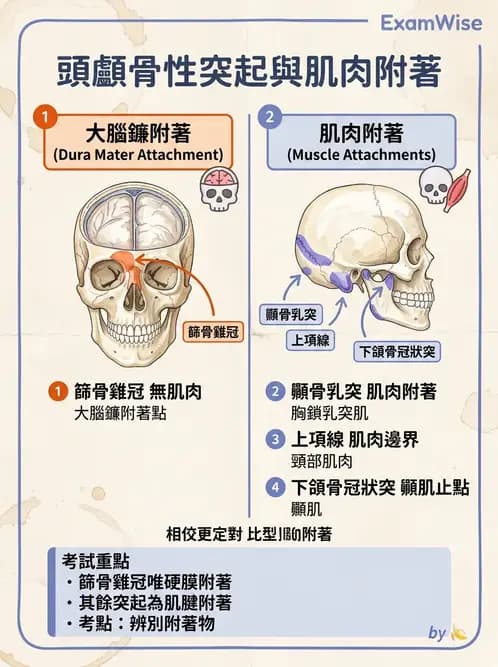 放射 - 骨骼系統 - AI 圖文解析預覽