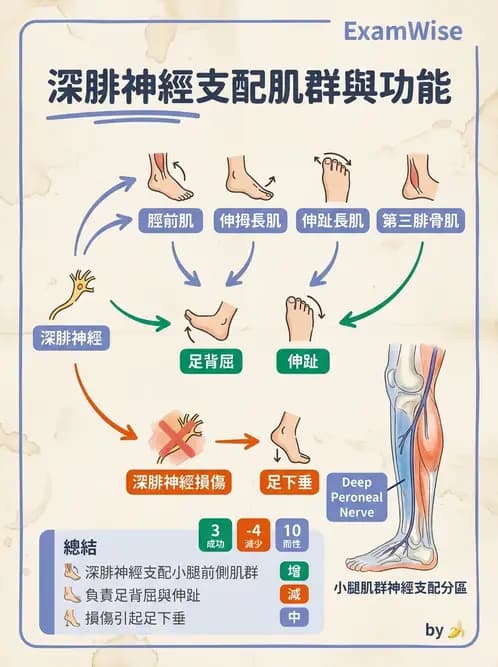 放射 - 脊神經叢與肢體神經 - AI 圖文解析預覽