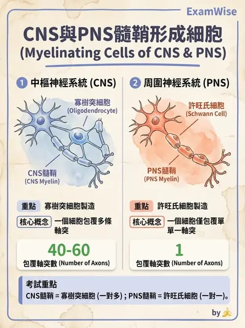 放射 - 大腦皮質與神經細胞 - AI 圖文解析預覽