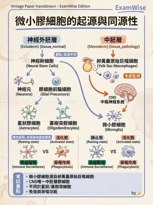 放射 - 大腦皮質與神經細胞 - AI 圖文解析預覽