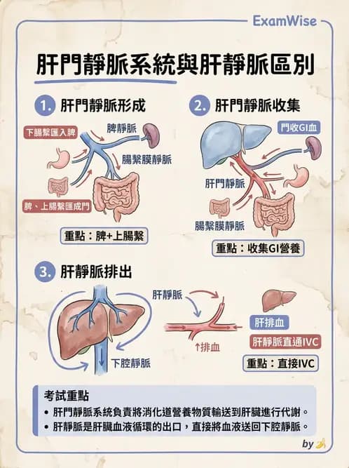 放射 - 血管 - AI 圖文解析預覽