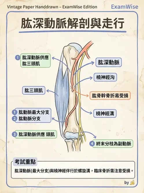 放射 - 血管 - AI 圖文解析預覽