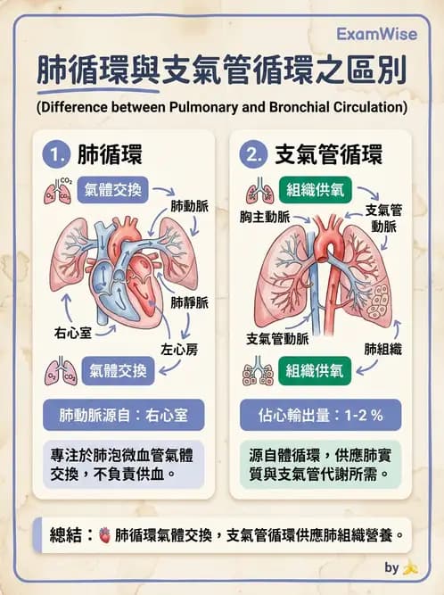 放射 - 心血管生理 - AI 圖文解析預覽