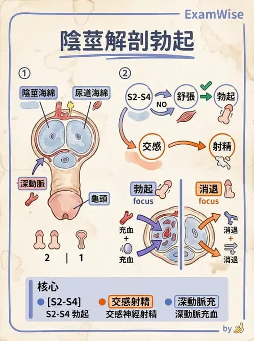 放射 - 生殖系統 - AI 圖文解析預覽