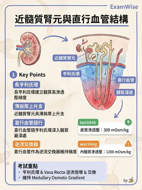 放射 - 泌尿系統 - AI 圖文解析預覽
