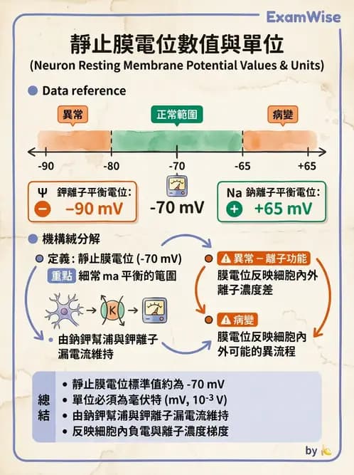 放射 - 細胞生理 - AI 圖文解析預覽