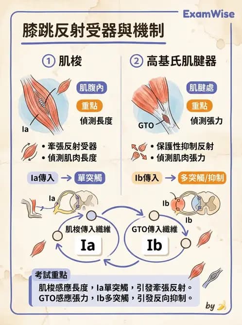 放射 - 神經生理 - AI 圖文解析預覽