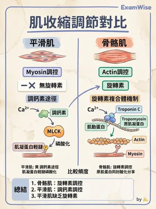 放射 - 肌肉及代謝生理 - AI 圖文解析預覽