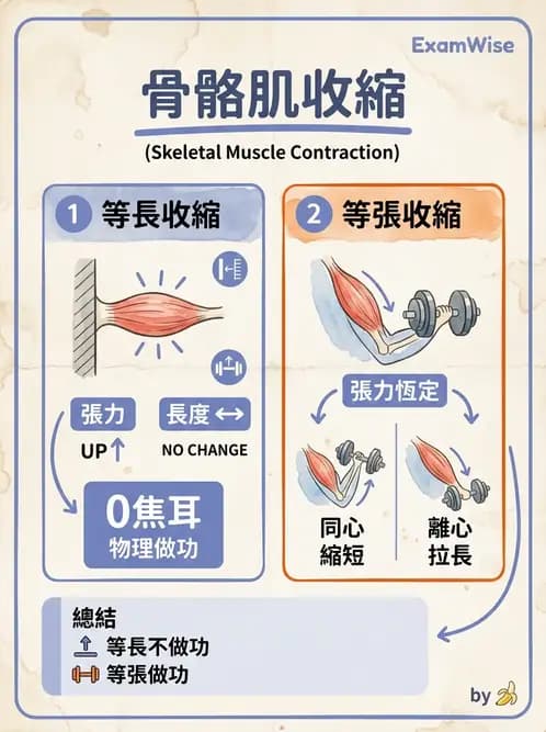 放射 - 肌肉及代謝生理 - AI 圖文解析預覽