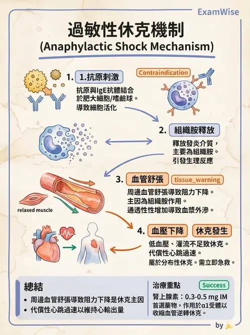放射 - 心血管生理 - AI 圖文解析預覽