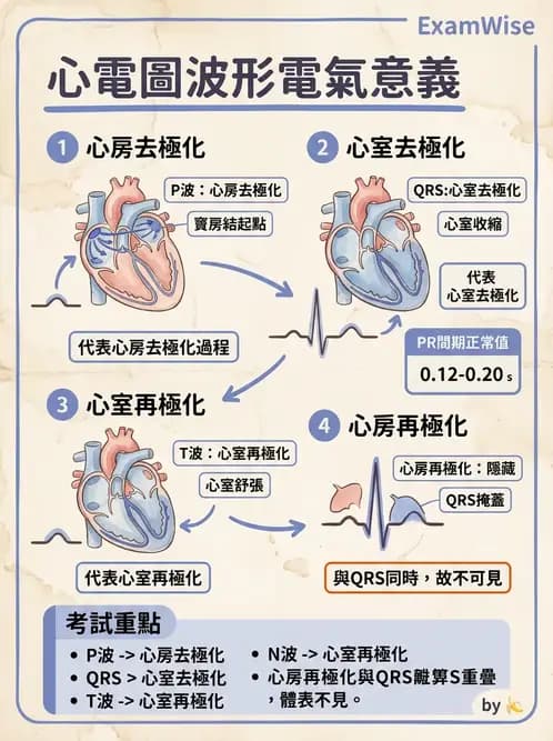 放射 - 心血管生理 - AI 圖文解析預覽