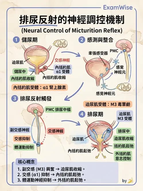 放射 - 腎臟生理 - AI 圖文解析預覽
