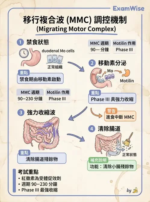 放射 - 胃腸生理 - AI 圖文解析預覽