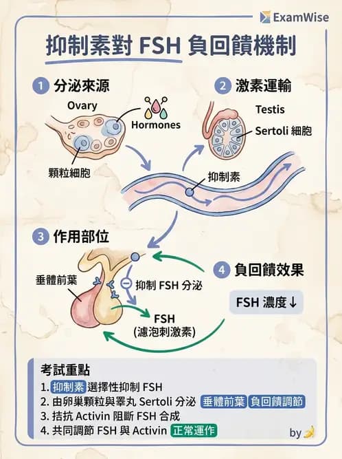 放射 - 生殖生理 - AI 圖文解析預覽