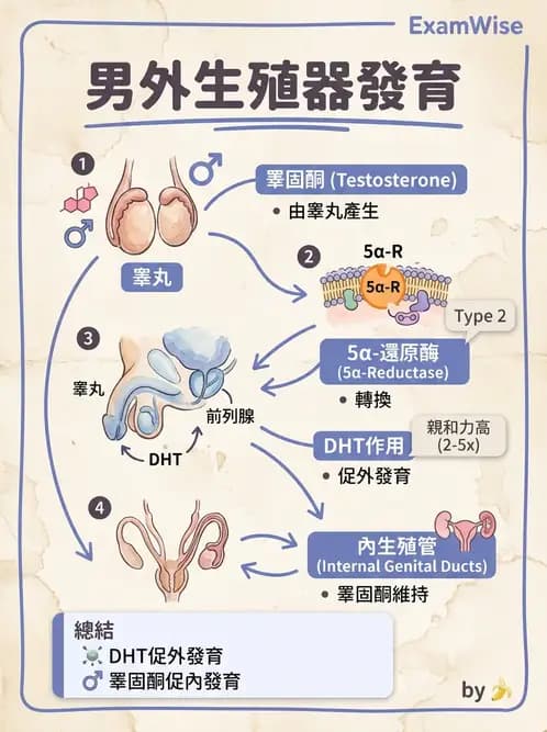 放射 - 生殖生理 - AI 圖文解析預覽