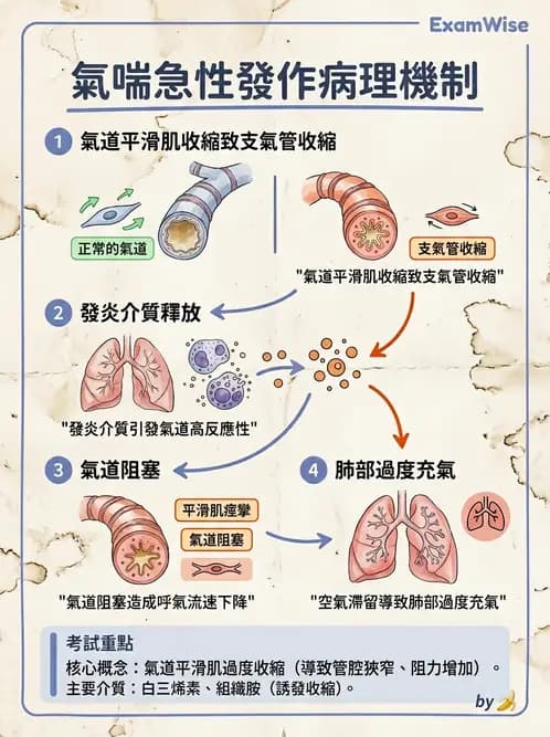 放射 - 呼吸系統疾病 - AI 圖文解析預覽