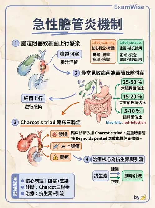 放射 - 肝臟、膽道及胰臟疾病 - AI 圖文解析預覽