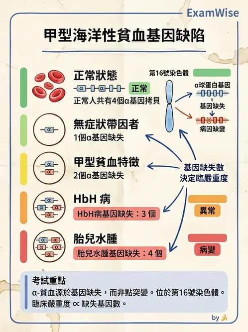 放射 - 造血及淋巴系統疾病 - AI 圖文解析預覽