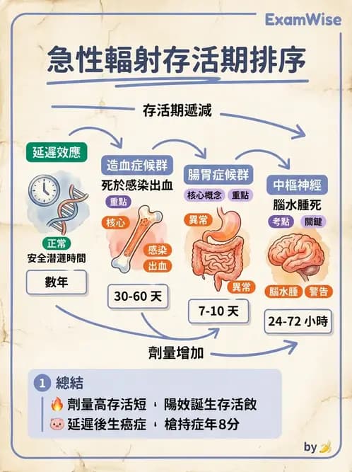 放射 - 全身性輻射效應 - AI 圖文解析預覽