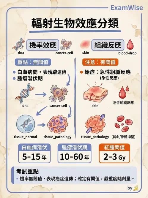 放射 - 全身性輻射效應 - AI 圖文解析預覽