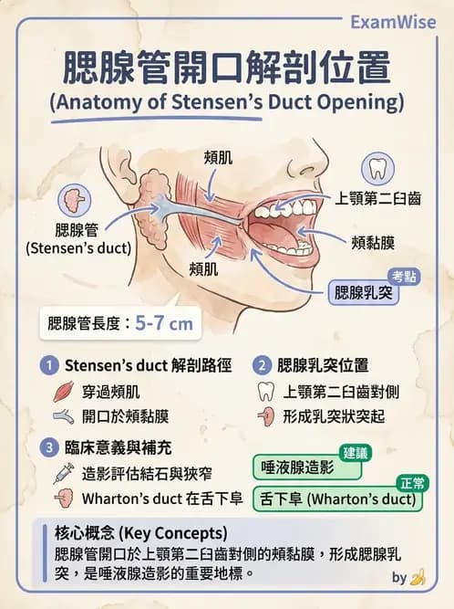 放射 - 乳房攝影與其他特殊檢查 - AI 圖文解析預覽
