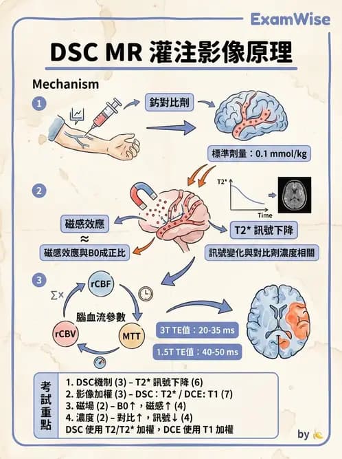 放射 - MR進階影像與臨床應用 - AI 圖文解析預覽