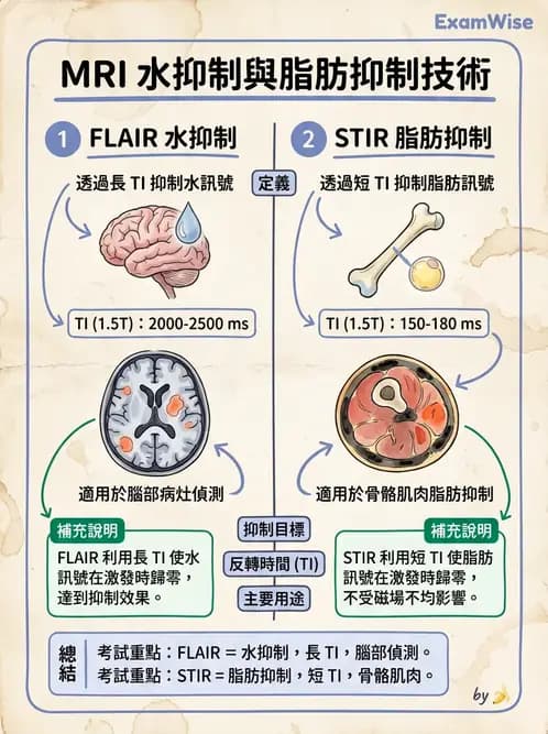 放射 - MRI脈衝序列與訊號技術 - AI 圖文解析預覽