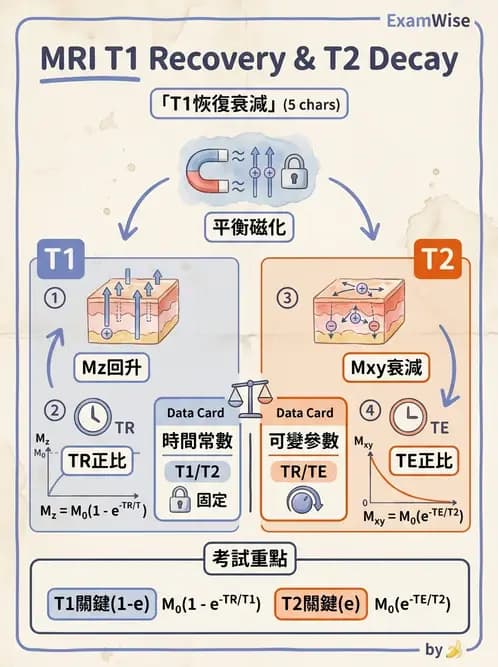放射 - 磁振造影原理 - AI 圖文解析預覽
