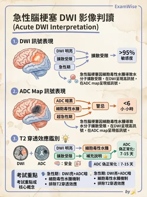 放射 - MR進階影像與臨床應用 - AI 圖文解析預覽
