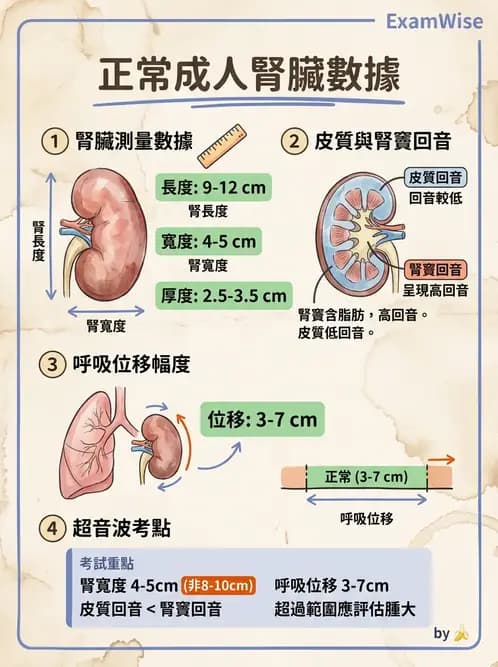放射 - 腎臟血管與其他超音波 - AI 圖文解析預覽