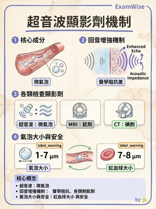 放射 - 超音波物理與技術 - AI 圖文解析預覽