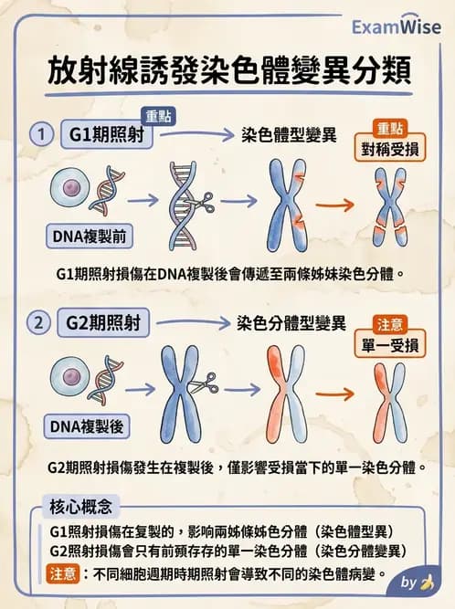 放射 - DNA傷害與修復 - AI 圖文解析預覽