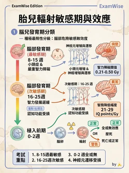 放射 - 輻射致癌與遺傳效應 - AI 圖文解析預覽