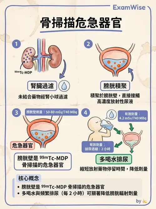 放射 - 體內吸收劑量 - AI 圖文解析預覽