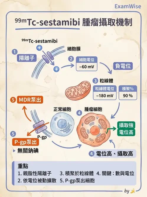 放射 - 腫瘤與內分泌造影SPECT藥物 - AI 圖文解析預覽