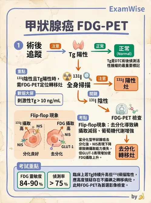 放射 - 甲狀腺造影 - AI 圖文解析預覽