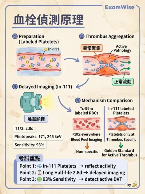 放射 - 肺部與感染造影 - AI 圖文解析預覽