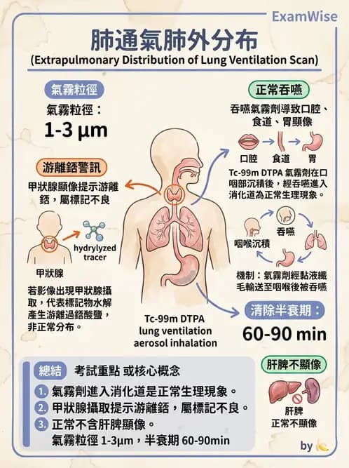 放射 - 肺部與感染造影 - AI 圖文解析預覽