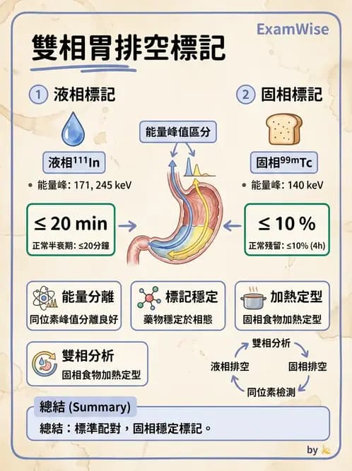 放射 - 消化道造影 - AI 圖文解析預覽