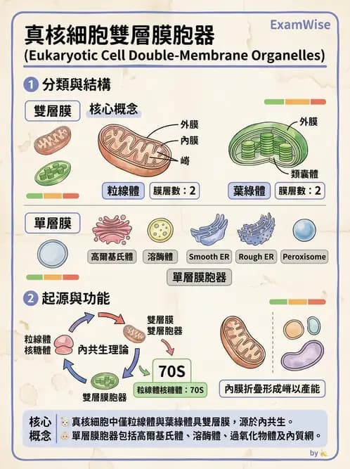 放射 - 細胞、組織與外皮系統 - AI 圖文解析預覽