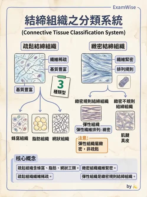 放射 - 細胞、組織與外皮系統 - AI 圖文解析預覽