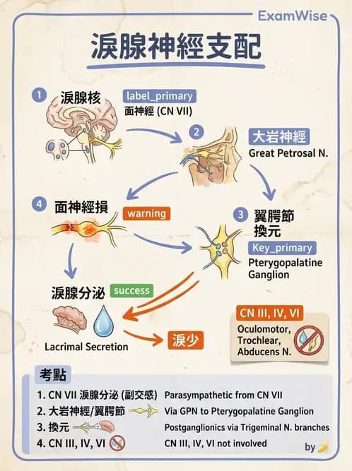放射 - 腦神經 - AI 圖文解析預覽