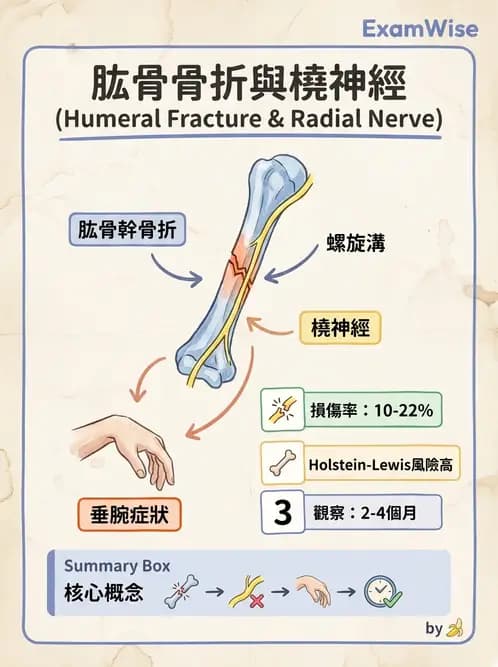 放射 - 脊神經叢與肢體神經 - AI 圖文解析預覽