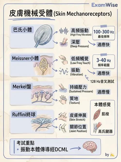 放射 - 神經生理 - AI 圖文解析預覽