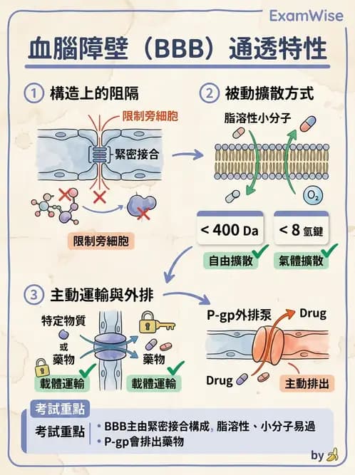 放射 - 腦幹、脊髓與腦室系統 - AI 圖文解析預覽